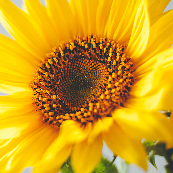 Les bienfaits de l'Huile de Tournesol