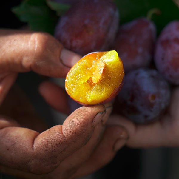 L'huile de Prune : l'histoire d'un savoir-faire unique 100% français