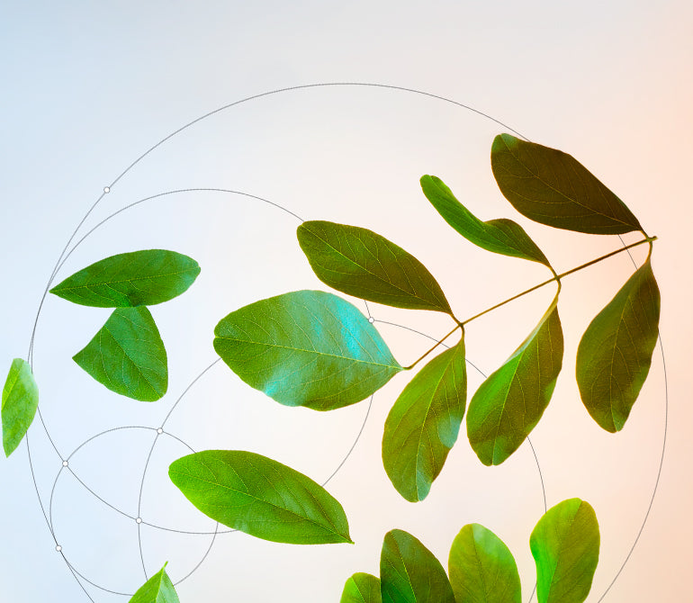 MORINGA