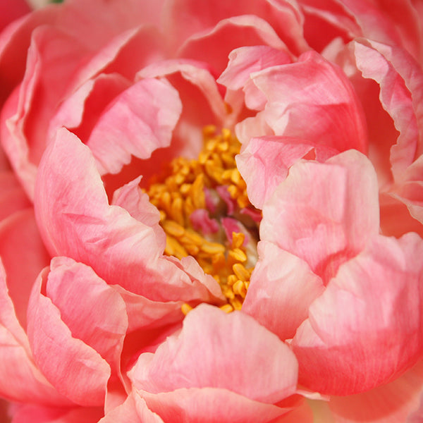 Rose de Damas, le secret d’une peau parfaite