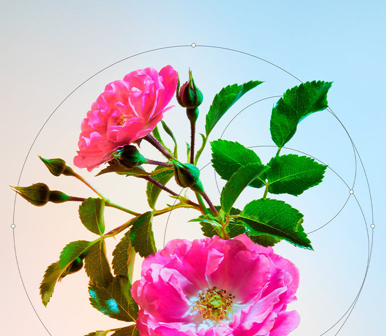 ROSE MUSQUÉE