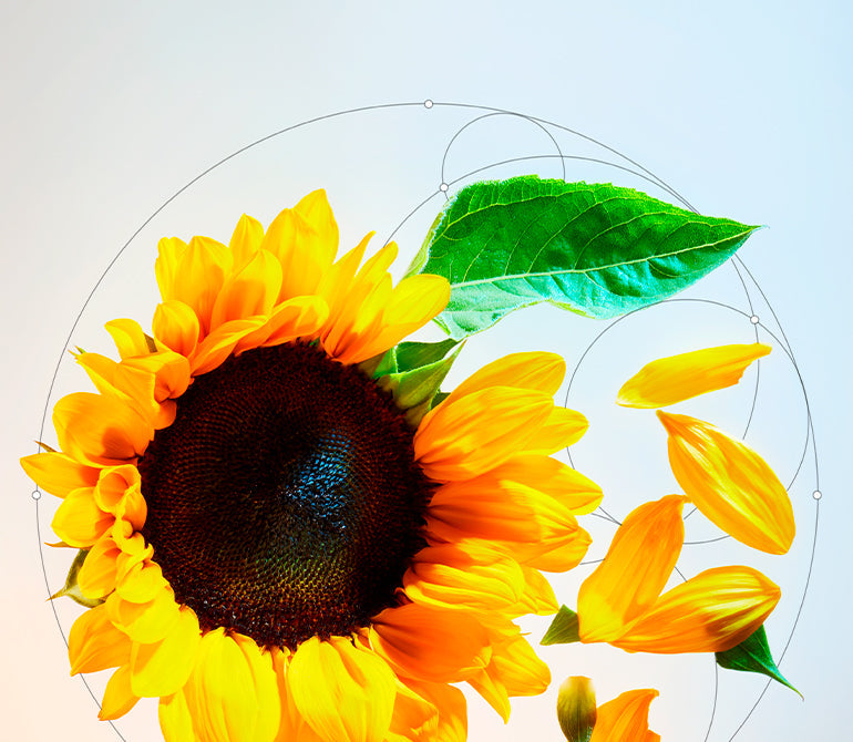 HUILE VÉGÉTALE DE TOURNESOL